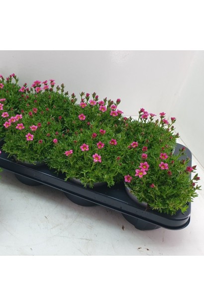 Камнеломка Марто Роуз саженцы в горшках